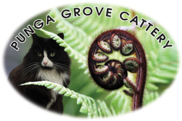 Punga Grove Cattery